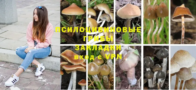 Псилоцибиновые грибы MAGIC MUSHROOMS  дарнет шоп  Абаза 